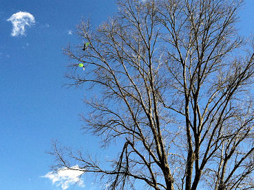 Rocket in a Tree